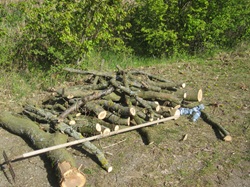 weiterte Zandernester