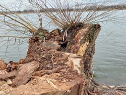Ein stark beschädigter Baum