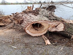 ein kaputter Baum