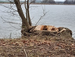 Ein Baum am Damm