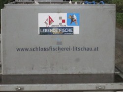 Fischer