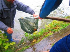 Fischer