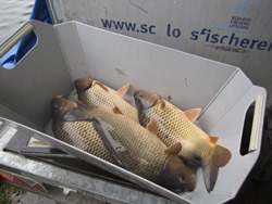 Karpfen in der Wanne