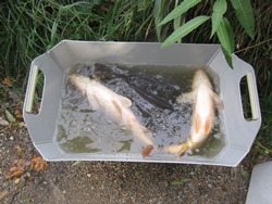 Karpfen in der Wanne
