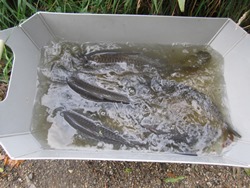 Karpfen in der Wanne