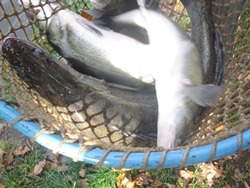 4 Zander