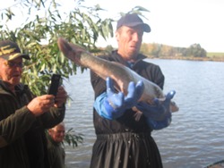 großer Zander