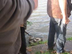 Zander kommen ins Wasser