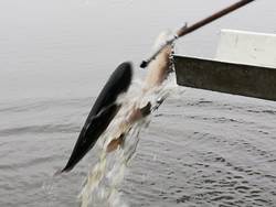 Karpfen fällt ins Wasser