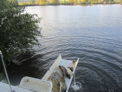 Karpfen fallen ins Wasser