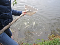 Zander im Wasser
