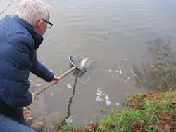 Zander im Kescher