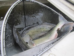 drei Zander