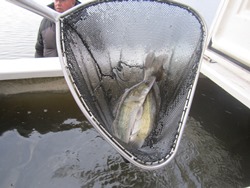 zwei kleine Zander