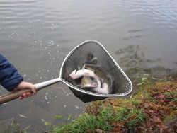 die letzten Zander