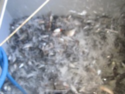 viele Futterfische