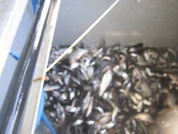 Viele Futterfische