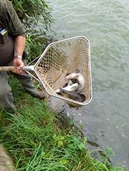 Kescher voller Zander