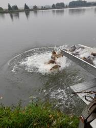Karpfen fallen ins Wasser