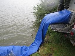 Karpfen in der Rutsche