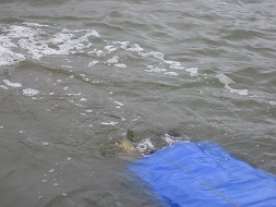 Karpfen im Wasser