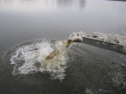 Karpfen rutschen ins Wasser