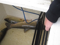 einige Fische im Behälter