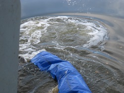 Fische landen im Teich