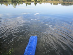 Die Fische landen im Teich