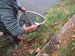 Zander im Kescher