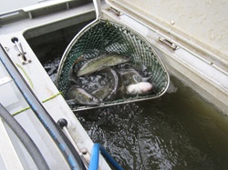 Kescher voller Zander