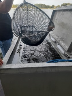Karpfen im Kescher