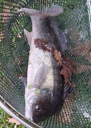 ein Zander im Kescher