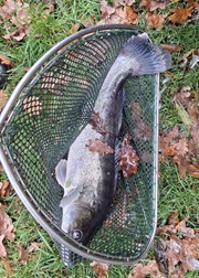 ein großer Zander