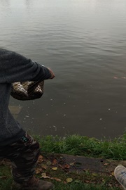 Fische werden ausgesetzt
