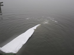 die letzten Fische