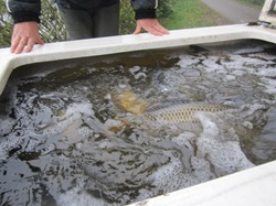 Fische im Container