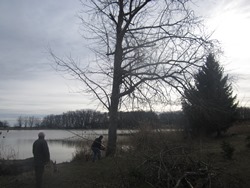 Baum fällt
