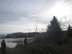 fallender Baum