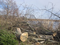 fertig geschnittener Baum