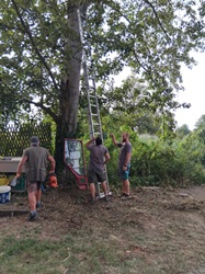 Arbeiten an einem Baum