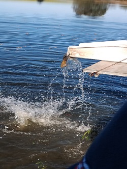 einige Spiegelkarpfen