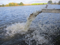 Karpfen auf der Rutsche