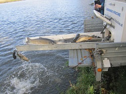 Karpfen auf der Rutsche