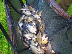 Ein voller Wiegesack