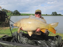 Ein schöner Schuppenkarpfen