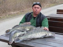 Iganz Hrdlicka mit drei Zandern